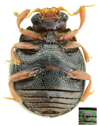 Aspidiphorus lareyniei